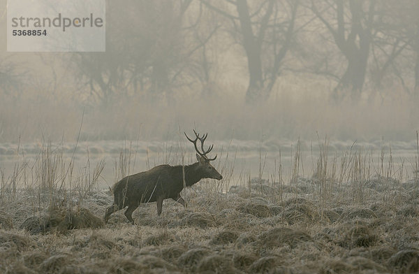 Rothirsch (Cervus elaphus)  Morgennebel  Nationalpark Donauauen  Niederösterreich  Österreich  Europa