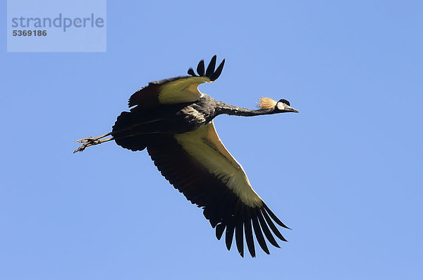 Kronenkranich (Balearica pavonina) im Flug  Weltvogelpark Walsrode  Landkreis Heidekreis  Niedersachsen  Deutschland  Europa