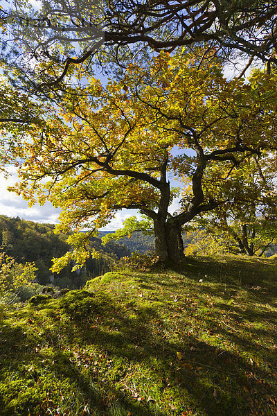 Eiche (Quercus)  herbstlich gefärbt  oberes Donautal  Landkreis Sigmaringen  Baden-Württemberg  Deutschland  Europa