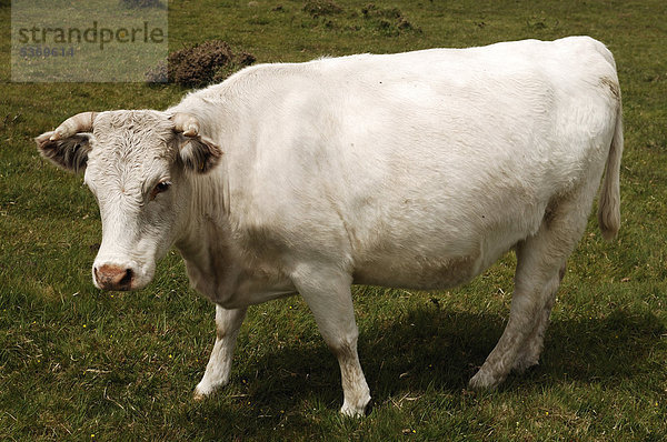 Wild weidende Charolais Kuh in Dartmoor  Cornwall  England  Großbritannien  Europa
