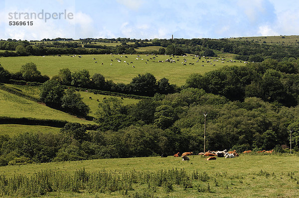 Weidelandschaft mit grasenden Rindern  North Hill  Cornwall  England  Großbritannien  Europa