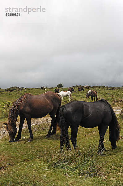 Freilebende Dartmoorpferde bei Regenwetter  Dartmoor  Minions  Cornwall  England  Großbritannien  Europa