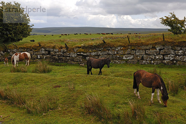 Freilaufende Dartmoorpferde in Dartmoor  hinten weidende Rinder  Devon  England  Großbritannien  Europa