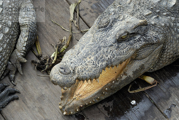 Krokodile (Crocodilia) aus Zucht in Krokodilfarm auf dem Tonle Sap See  Siem Reap  Kambodscha  Südostasien  Asien