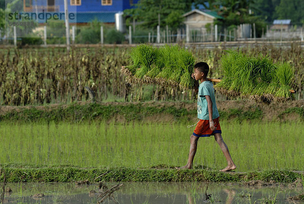 Reisfelder  laotischer Junge bei der Auspflanzung des Nassreises  Reis in Zentrallaos  Tham Konglor  Tham Kon Lor  Khammouane  Laos  Südostasien  Asien