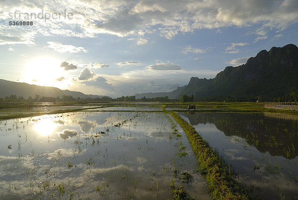 Reisfelder kurz vor der Auspflanzung des Nassreises und Wasserbüffel in Zentrallaos  Tham Konglor  Tham Kong Lor  im dichten subtropischen Regenwald  Khammouane  Laos  Südostasien  Asien