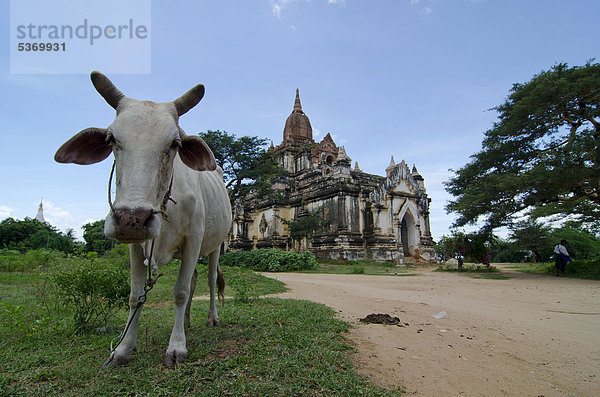Ochse vor einer Pagode  Bagan  Myanmar  Burma  Birma  Südostasien  Asien