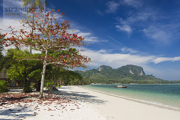 Strand Baum Sand Insel rot Südostasien Thailand