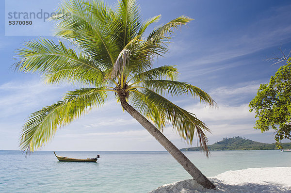 Palme am Strand  Insel Ko Muk oder Ko Mook  Trang  Thailand  Südostasien  Asien