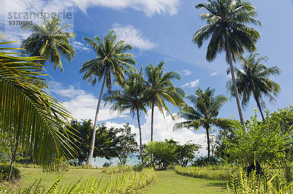 Kokospalmen im Garten  Insel Ko Yao Noi  Phang Nga  Thailand  Südostasien  Asien