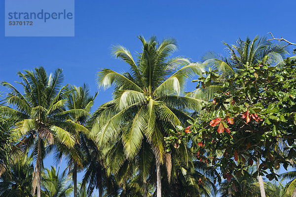 Kokospalmen am Strand  Andaman Beach  Insel Ko Jum oder Ko Pu  Krabi  Thailand  Südostasien  Asien