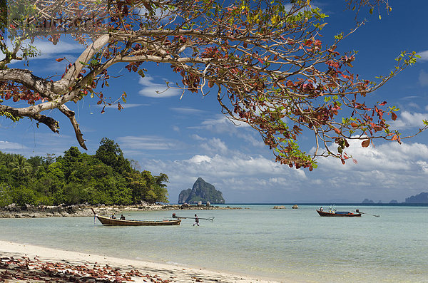 Strand Baum Sand Südostasien Asien Thailand