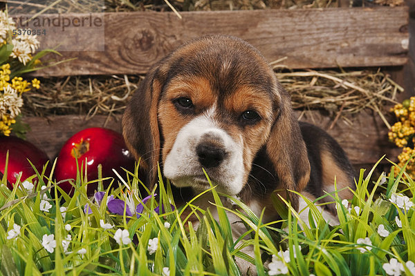 Beagle Welpe  Portrait