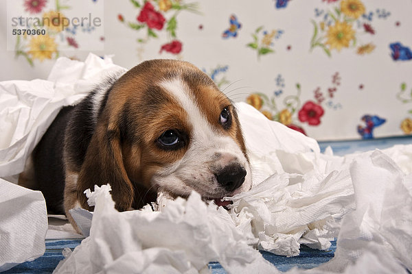 Beagle Welpe zerreißt Papier