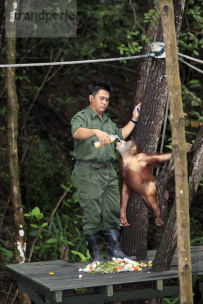 Borneo-Orang-Utan (Pongo pygmaeus)  Jungtier wird von Tierpfleger mit Flasche gefüttert  Sepilok Rehabilitation Center  Sabah  Borneo  Malaysia  Asien