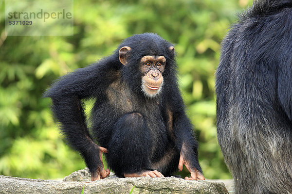 Schimpanse (Pan troglodytes troglodytes)  Jungtier  Singapur  Asien