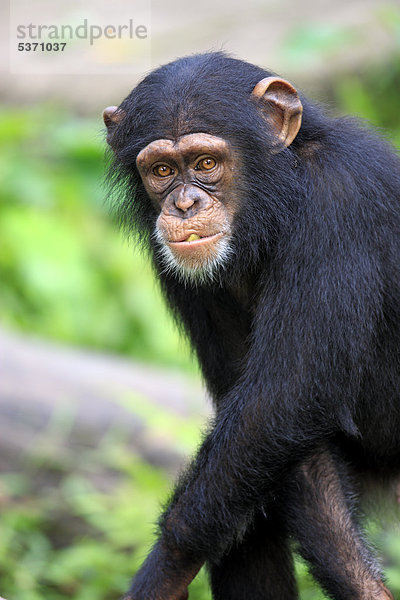 Schimpanse (Pan troglodytes troglodytes)  Jungtier  fressend  Singapur  Asien