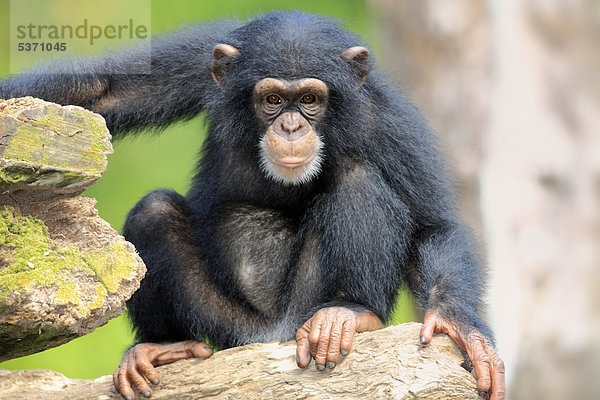 Schimpanse (Pan troglodytes troglodytes)  Jungtier  Singapur  Asien