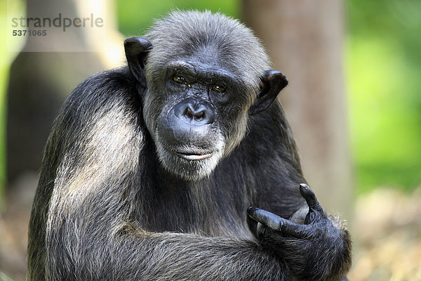 Schimpanse (Pan troglodytes troglodytes)  adult  Singapur  Asien