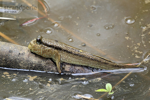 Schlammspringer (Periophthalmus barbarus)  Sabah  Borneo  Malysia  Asien