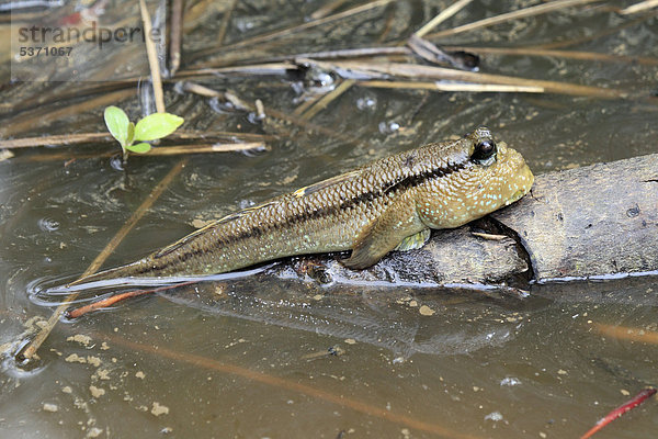 Schlammspringer (Periophthalmus barbarus)  Sabah  Borneo  Malysia  Asien