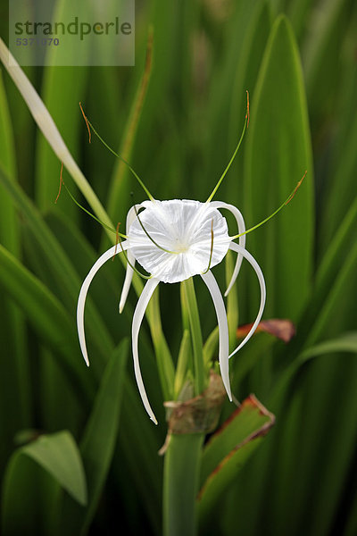 Schönhäutchen (Hymenocallis occidentalis)  Blüte  Kota Kinabalu  Sabah  Borneo  Malaysia  Asien