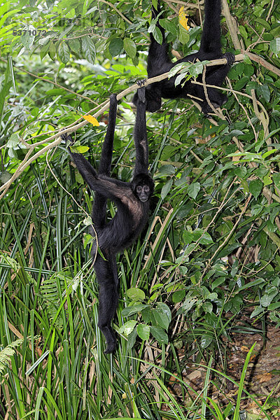 Schwarzgesichtklammeraffe (Ateles chamek)  hängt am Baum  Singapur  Asien