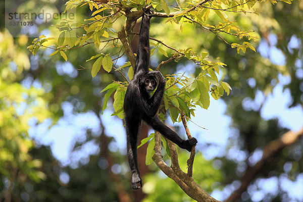 Schwarzgesichtklammeraffe (Ateles chamek)  hängt am Baum  Singapur  Asien