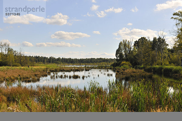 Naturschutzgebiet Schwenninger Moos  Neckarursprung  Villingen-Schwenningen  Schwarzwald  Baden-Württemberg  Deutschland  Europa