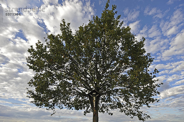 Bergahorn (Acer pseudoplatanus) und Kruzifix vor Wolkenhimmel  Rosenheim  Bayern  Deutschland  Europa
