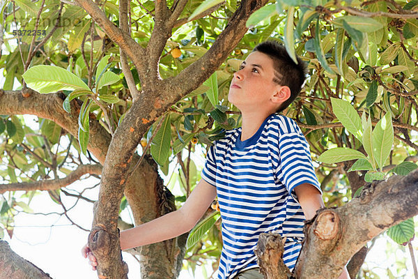 Junge klettern Baum