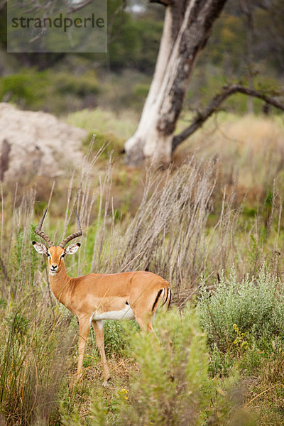 Männlich Impala  Botswana  Afrika