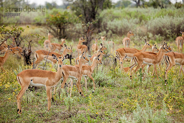 Herde von weiblichen Impala  Botswana  Afrika