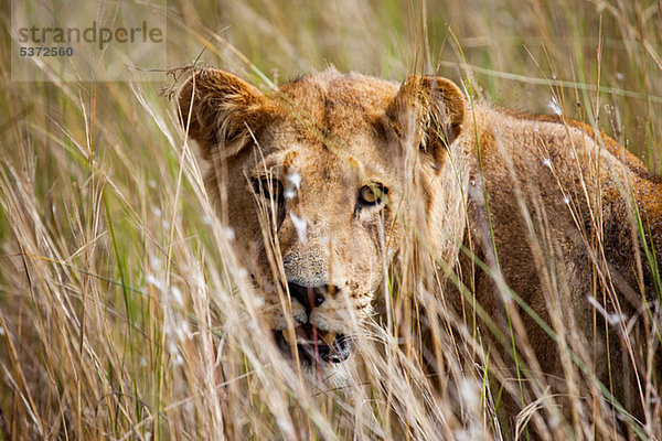 Jungen weiblichen Löwen in den Busch  Botswana