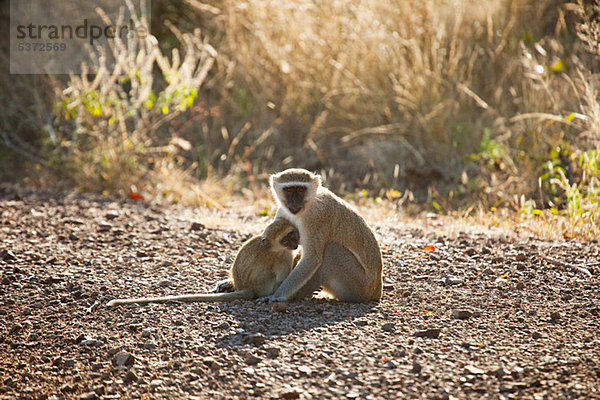 Afrikanische Vervet Affen mit Baby  Mosi-Oa-Tunya Nationalpark  Sambia  Afrika