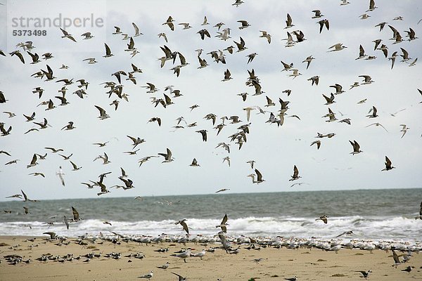 Guinea  Bassigos Island  Möwen fliegen am Meeresufer