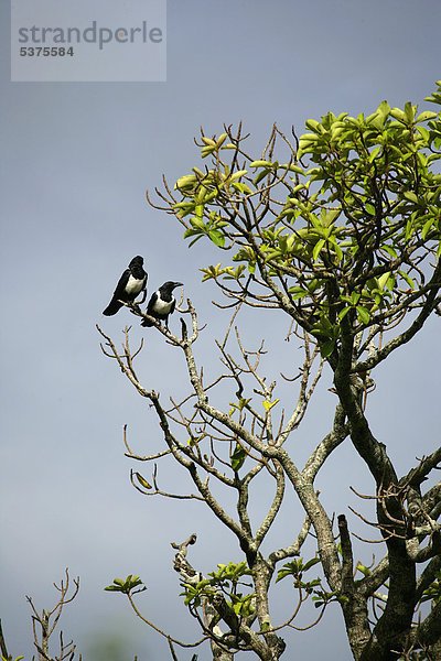 Afrika  Guinea-Bissau  Zwei Vögel am Baum