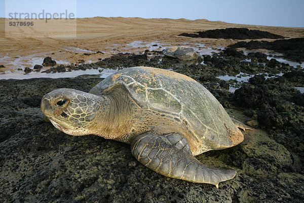 Afrika  Guinea-Bissau  Grüne Meeresschildkröte auf Stein