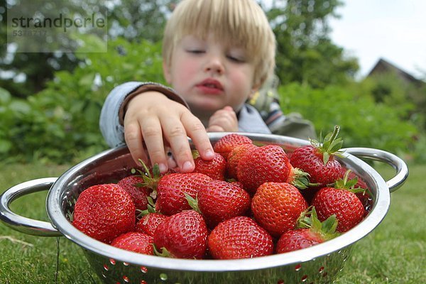 Ein Junge mit Erdbeeren in einem Sieb