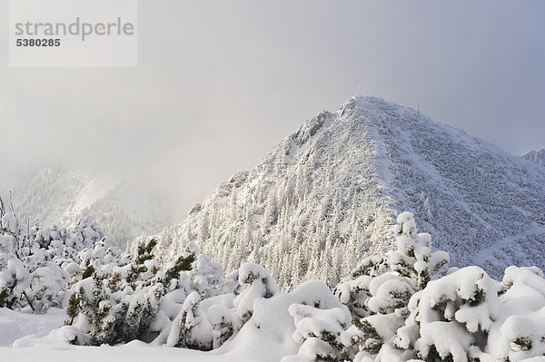 Deutschland  Bayern  Blick auf den schneebedeckten Herzogstand Bergwald