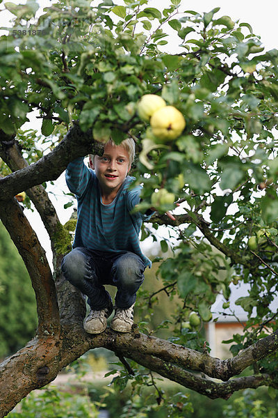 Junge - Person  Baum  Frucht  klettern