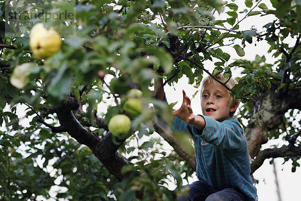 Junge pflückt Früchte im Baum