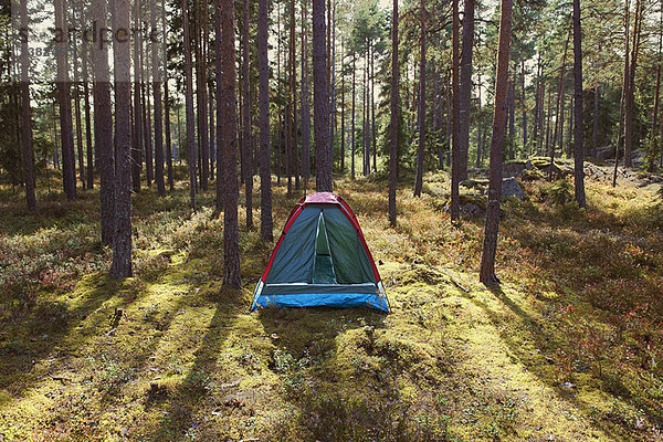 Wald  Campingplatz  Zelt