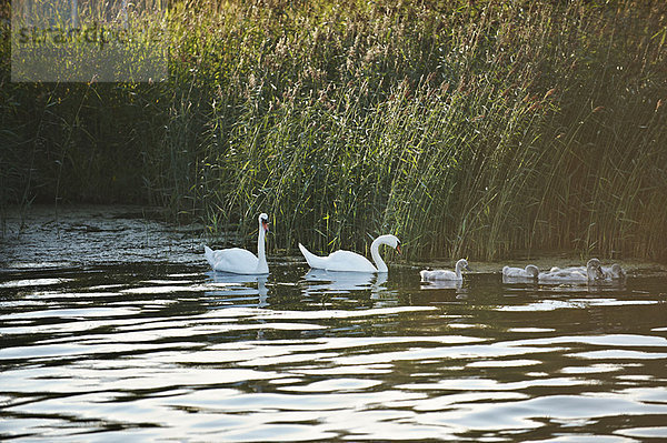 Stilleben  still  stills  Stillleben  See  Schwan  Gänseküken