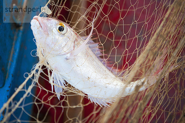 Nahaufnahme von Fischen im Fischernetz