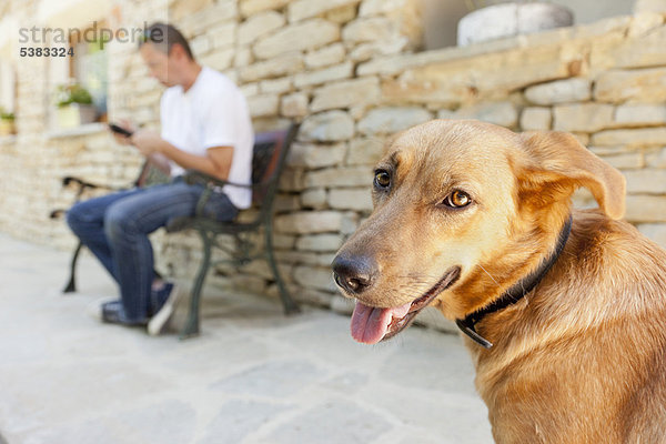 Nahaufnahme des keuchenden Gesichts des Hundes