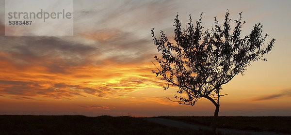 Baum vor Sonnenuntergang  Kap Tarchankut  Tarhankut  Krim  Ukraine  Osteuropa  Europa