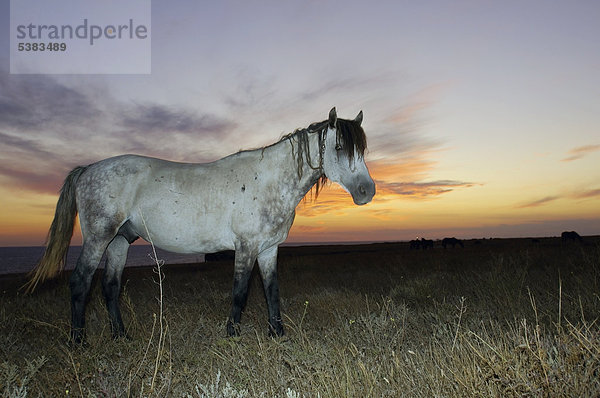 Pferd in der Steppe bei Sonnenuntergang  Kap Tarchankut  Tarhankut  Krim  Ukraine  Osteuropa  Europa
