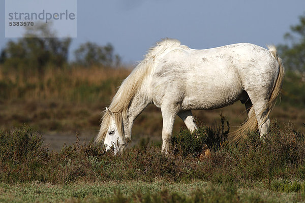Camargue-Pferd (Equus caballus) fressend in einem Schutzgebiet  Camargue  Frankreich  Europa