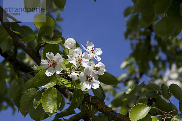 Birnbaumblüte  Birnbaum (Pyrus)  Frühling